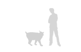Size of the Cinder Cat vs a Man of 6 feet