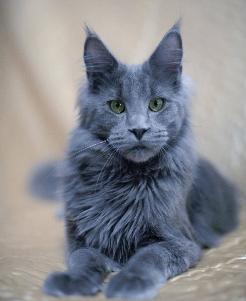 Blue-gray cinder cat.jpg