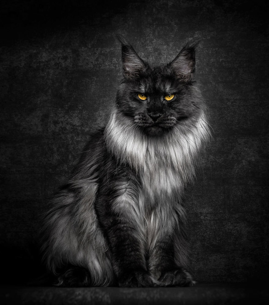 Black Smoke Cinder Cat.jpg