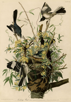 Mercier Mockingbirds